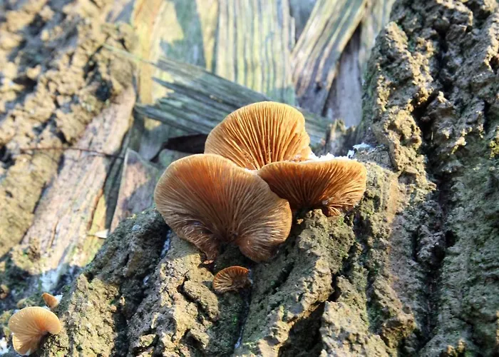 Haus Elena * 贝斯特维格